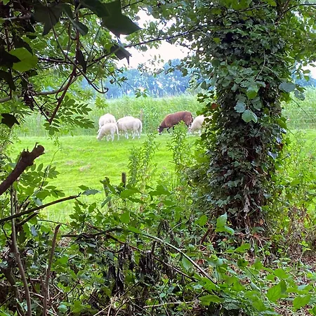 Happy Little Maya Bee * Nieuwe-Niedorp